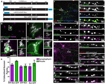 Nanoscopical Analysis Reveals an Orderly Arrangement of the Presynaptic Scaffold Protein Bassoon at the Golgi-Apparatus